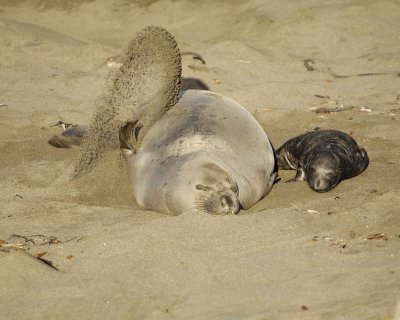 Seal, Northern Elephant, Cow & Pup, tossing sand-123109-Piedras Blancas, CA, Pacific Ocean-#0811.jpg