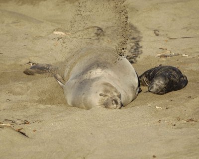 Seal, Northern Elephant, Cow & Pup, tossing sand-123109-Piedras Blancas, CA, Pacific Ocean-#0812.jpg