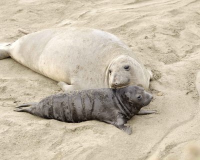Seal, Northern Elephant, Cow & Pup-010110-Piedras Blancas, CA, Pacific Ocean-#0099.jpg
