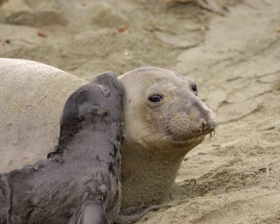Seal, Northern Elephant, Cow & Pup-010110-Piedras Blancas, CA, Pacific Ocean-#0465.jpg