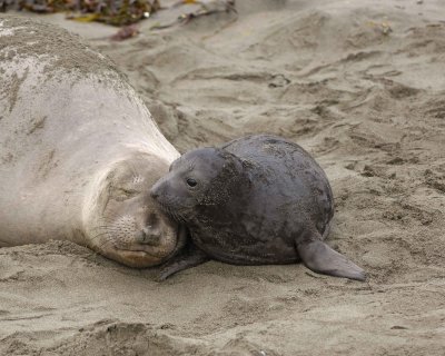 Seal, Northern Elephant, Cow & Pup-010110-Piedras Blancas, CA, Pacific Ocean-#0516.jpg