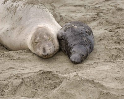 Seal, Northern Elephant, Cow & Pup-010110-Piedras Blancas, CA, Pacific Ocean-#0537.jpg