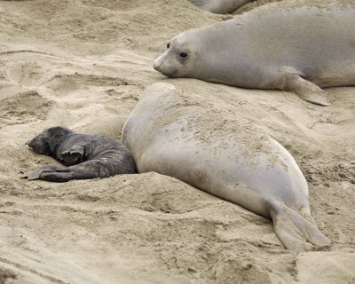 Seal, Northern Elephant, Cow & Pup-123009-Piedras Blancas, CA, Pacific Ocean-#0313.jpg