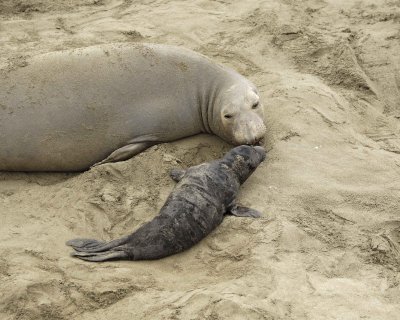 Seal, Northern Elephant, Cow & Pup-123009-Piedras Blancas, CA, Pacific Ocean-#0418.jpg