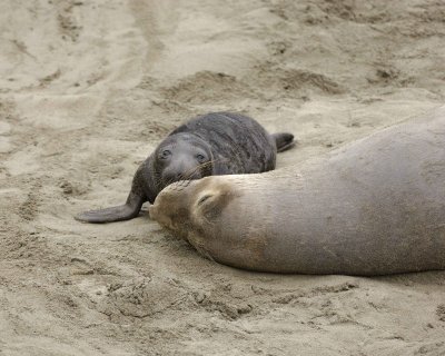 Seal, Northern Elephant, Cow & Pup-123009-Piedras Blancas, CA, Pacific Ocean-#0857.jpg