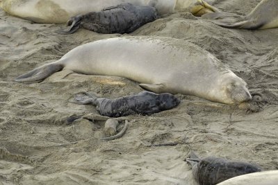 Seal, Northern Elephant, Cow & Pup-123109-Piedras Blancas, CA, Pacific Ocean-#0189.jpg