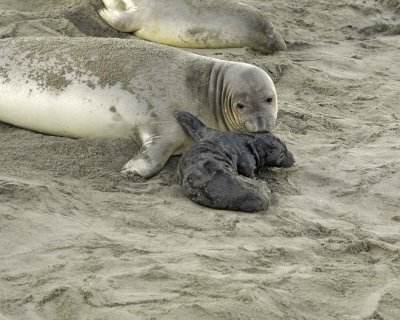 Seal, Northern Elephant, Cow & Pup-123109-Piedras Blancas, CA, Pacific Ocean-#0193.jpg