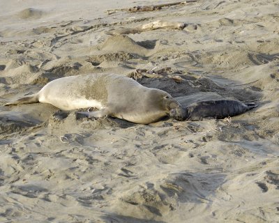 Seal, Northern Elephant, Cow & Pup-123109-Piedras Blancas, CA, Pacific Ocean-#0717.jpg
