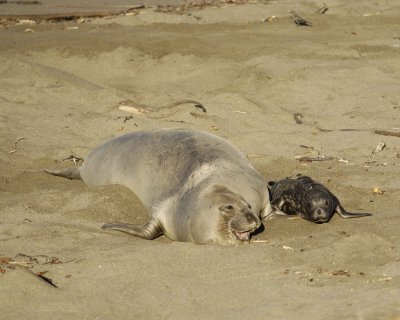 Seal, Northern Elephant, Cow & Pup-123109-Piedras Blancas, CA, Pacific Ocean-#0791.jpg