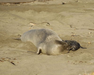 Seal, Northern Elephant, Cow & Pup-123109-Piedras Blancas, CA, Pacific Ocean-#0799.jpg