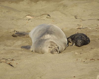 Seal, Northern Elephant, Cow & Pup-123109-Piedras Blancas, CA, Pacific Ocean-#0808.jpg