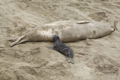 Seal, Northern Elephant, Cow & nursing Pup-123009-Piedras Blancas, CA, Pacific Ocean-#0066.jpg