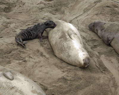 Seal, Northern Elephant, Cow & nursing Pup-123009-Piedras Blancas, CA, Pacific Ocean-#0331.jpg