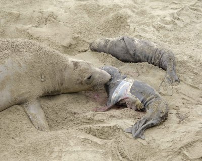 Seal, Northern Elephant, Cow barking, Pup, newborn-010110-Piedras Blancas, CA, Pacific Ocean-#0273.jpg