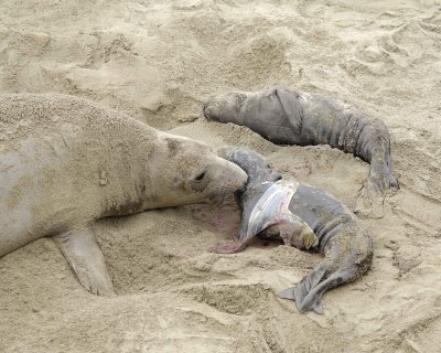 Seal, Northern Elephant, Cow barking, Pup, newborn-010110-Piedras Blancas, CA, Pacific Ocean-#0275.jpg