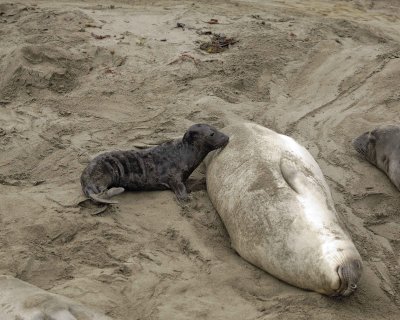 Seal, Northern Elephant, Cow nursing Pup-123009-Piedras Blancas, CA, Pacific Ocean-#0329.jpg