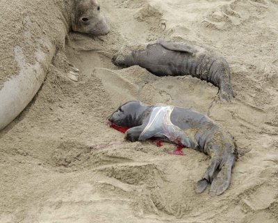 Seal, Northern Elephant, Cow, Pup, newborn-010110-Piedras Blancas, CA, Pacific Ocean-#0239.jpg