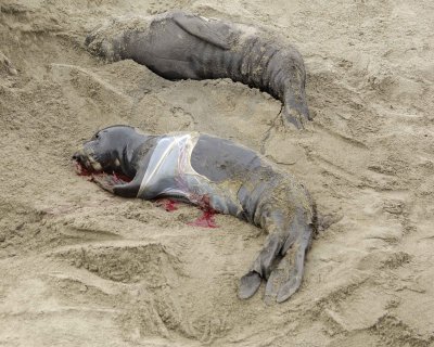 Seal, Northern Elephant, Cow, Pup, newborn-010110-Piedras Blancas, CA, Pacific Ocean-#0245.jpg