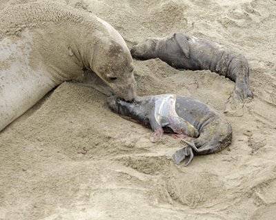 Seal, Northern Elephant, Cow, Pup, newborn-010110-Piedras Blancas, CA, Pacific Ocean-#0256.jpg