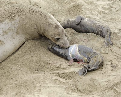 Seal, Northern Elephant, Cow, Pup, newborn-010110-Piedras Blancas, CA, Pacific Ocean-#0264.jpg