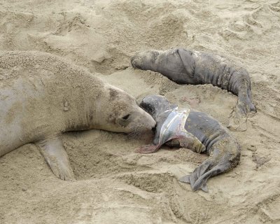 Seal, Northern Elephant, Cow, Pup, newborn-010110-Piedras Blancas, CA, Pacific Ocean-#0271.jpg