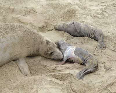 Seal, Northern Elephant, Cow, Pup, newborn-010110-Piedras Blancas, CA, Pacific Ocean-#0278.jpg