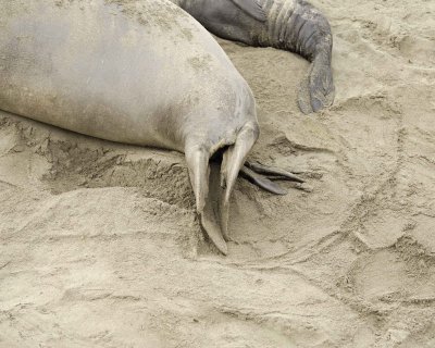 Seal, Northern Elephant, Cow, giving birth-010110-Piedras Blancas, CA, Pacific Ocean-#0202.jpg