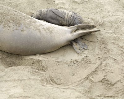 Seal, Northern Elephant, Cow, giving birth-010110-Piedras Blancas, CA, Pacific Ocean-#0206.jpg