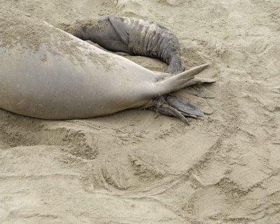 Seal, Northern Elephant, Cow, giving birth-010110-Piedras Blancas, CA, Pacific Ocean-#0207.jpg