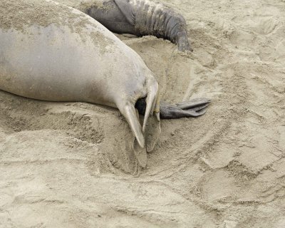 Seal, Northern Elephant, Cow, giving birth-010110-Piedras Blancas, CA, Pacific Ocean-#0209.jpg