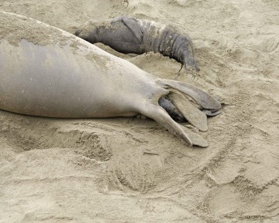 Seal, Northern Elephant, Cow, giving birth-010110-Piedras Blancas, CA, Pacific Ocean-#0210.jpg