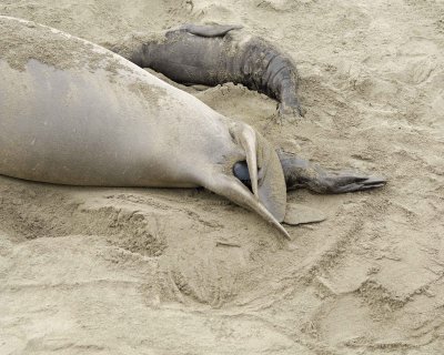 Seal, Northern Elephant, Cow, giving birth-010110-Piedras Blancas, CA, Pacific Ocean-#0211.jpg