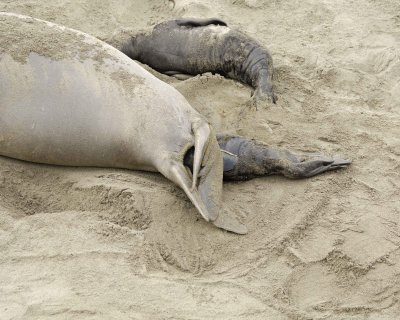 Seal, Northern Elephant, Cow, giving birth-010110-Piedras Blancas, CA, Pacific Ocean-#0212.jpg