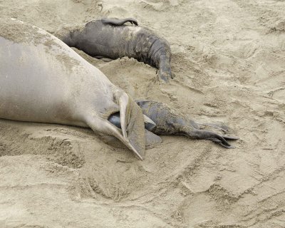 Seal, Northern Elephant, Cow, giving birth-010110-Piedras Blancas, CA, Pacific Ocean-#0213.jpg