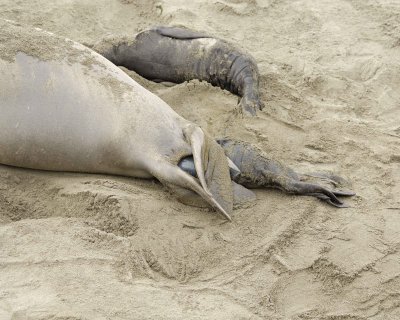 Seal, Northern Elephant, Cow, giving birth-010110-Piedras Blancas, CA, Pacific Ocean-#0214.jpg
