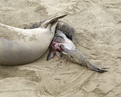 Seal, Northern Elephant, Cow, giving birth-010110-Piedras Blancas, CA, Pacific Ocean-#0217.jpg