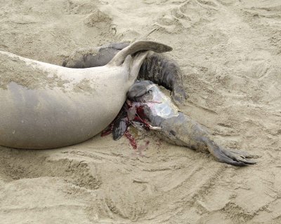 Seal, Northern Elephant, Cow, giving birth-010110-Piedras Blancas, CA, Pacific Ocean-#0218.jpg