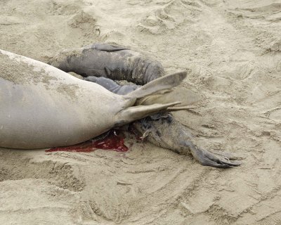 Seal, Northern Elephant, Cow, giving birth-010110-Piedras Blancas, CA, Pacific Ocean-#0220.jpg