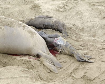 Seal, Northern Elephant, Cow, giving birth-010110-Piedras Blancas, CA, Pacific Ocean-#0227.jpg