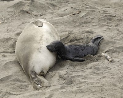 Seal, Northern Elephant, Cow, nurrsing Pup-010110-Piedras Blancas, CA, Pacific Ocean-#1283.jpg
