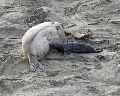 Seal, Northern Elephant, Cow, nursing Pup-123009-Piedras Blancas, CA, Pacific Ocean-#1379.jpg