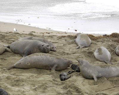 Seal, Northern Elephant, Cows barking-123009-Piedras Blancas, CA, Pacific Ocean-#0070.jpg