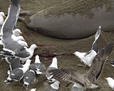 Seal, Northern Elephant, Gulls, eating afterbirth-010110-Piedras Blancas, CA, Pacific Ocean-#0323.jpg