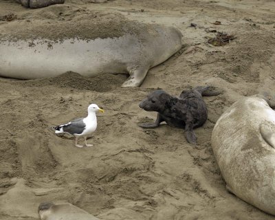 Seal, Northern Elephant, Pup & Seagull-123009-Piedras Blancas, CA, Pacific Ocean-#0409.jpg