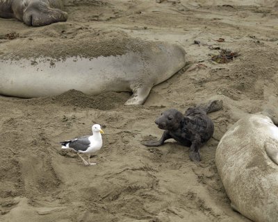Seal, Northern Elephant, Pup & Seagull-123009-Piedras Blancas, CA, Pacific Ocean-#0410.jpg