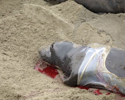 Seal, Northern Elephant, Pup, newborn-010110-Piedras Blancas, CA, Pacific Ocean-#0249.jpg