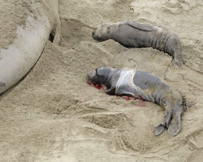 Seal, Northern Elephant, Pup, newborn-010110-Piedras Blancas, CA, Pacific Ocean-#0255.jpg