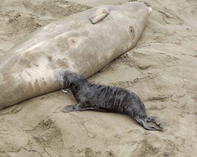Seal, Northern Elephant, Pup, nursing-123009-Piedras Blancas, CA, Pacific Ocean-#0063.jpg