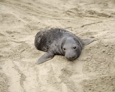 Seal, Northern Elephant, Pup-010110-Piedras Blancas, CA, Pacific Ocean-#0101.jpg