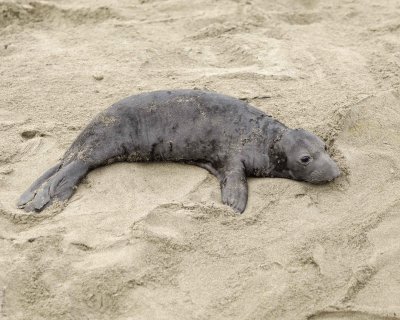 Seal, Northern Elephant, Pup-010110-Piedras Blancas, CA, Pacific Ocean-#0150.jpg